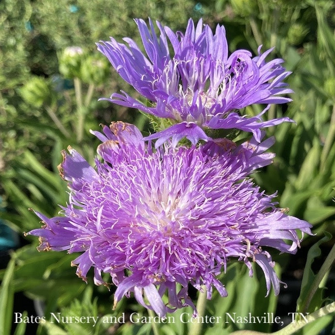  #1 Stokesia Laevis Peachie's Pick/ Stokes' Aster Native (R)