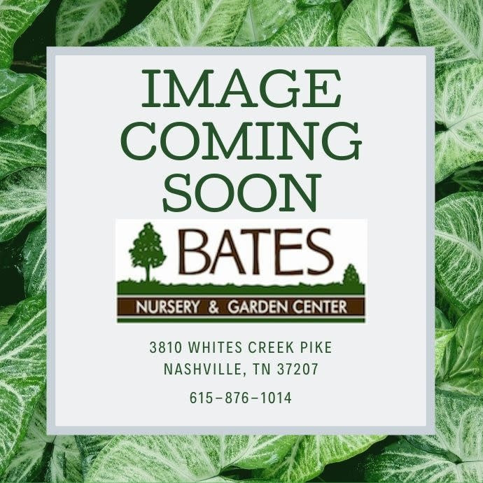  #1 Tiarella Cord AB Running Tapestry/ Foam Flower Native (TN)