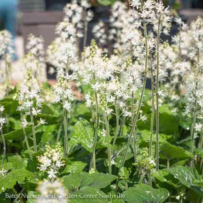  #1 Tiarella Cord Brandywine AB/ Foam Flower Native (TN)