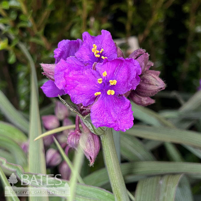  #1 Tradescantiaandersoniana Brainstorm/ Spiderwort