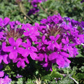  #1 Verbena Can Homestead Purple/ Spreader Native (TN)
