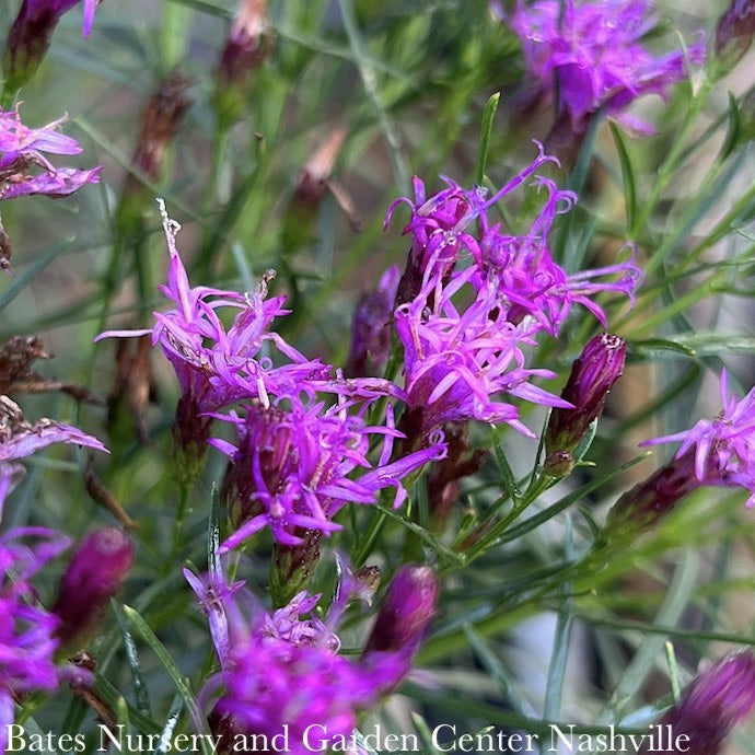  #1 Vernonia Lettermanii AB Iron Butterfly/ Ironweed Native (R)