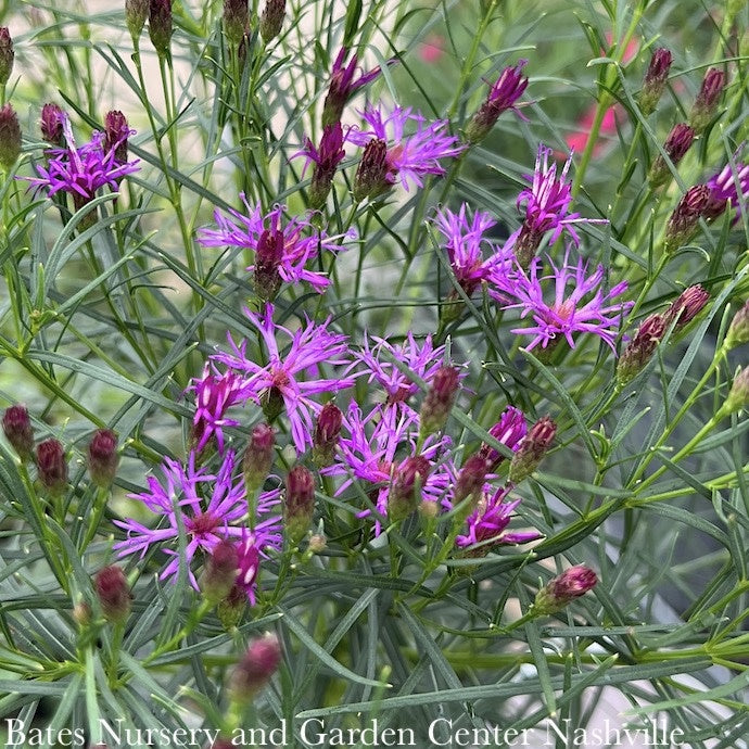  #1 Vernonia Lettermanii AB Iron Butterfly/ Ironweed Native (R)