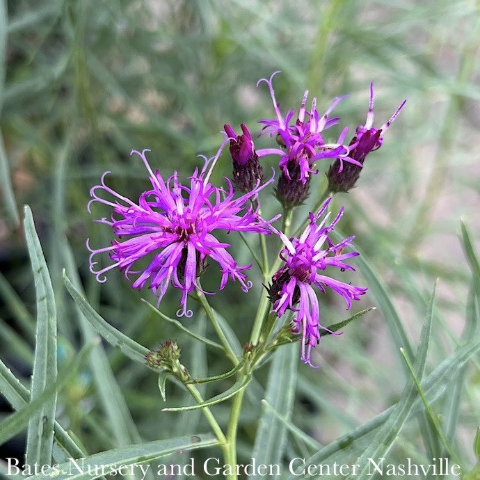  #1 Vernonia Lettermanii X Arkansas Summer Surrender/ Ironweed Native (R)