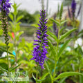  #1 Veronica Very Van Gogh/ Speedwell