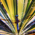  #1 Yucca Fil Color Guard/ Variegated Yellow Native (TN)