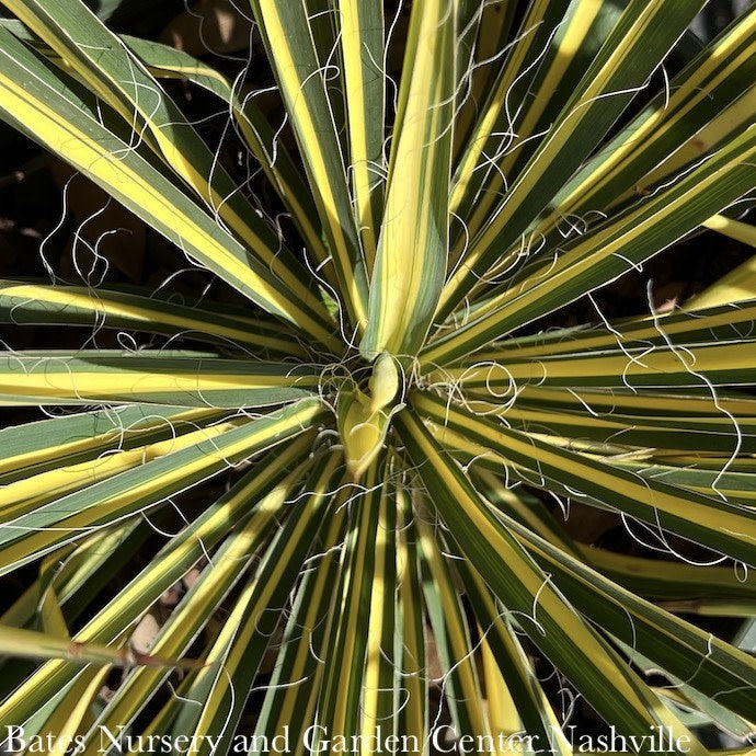  #1 Yucca Fil Color Guard/ Variegated Yellow Native (TN)