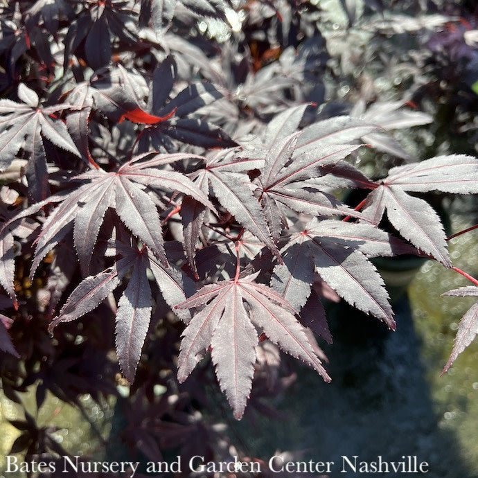  #10 Acer Pal Bloodgood/ Red Upright Japanese Maple