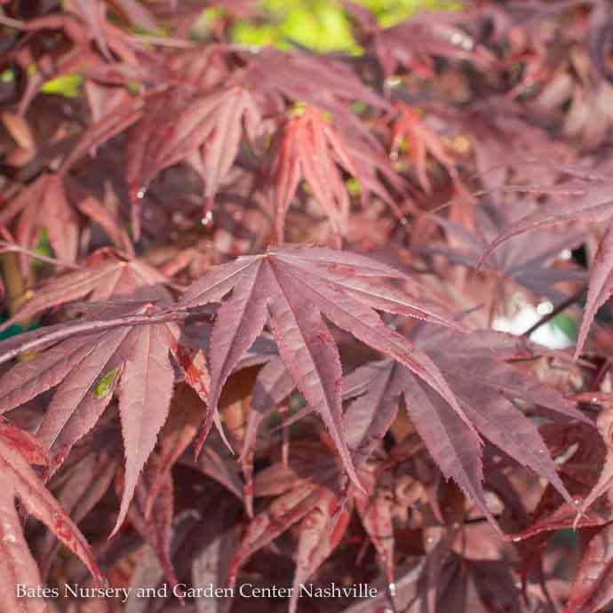  #10 Acer Pal Bloodgood/ Red Upright Japanese Maple