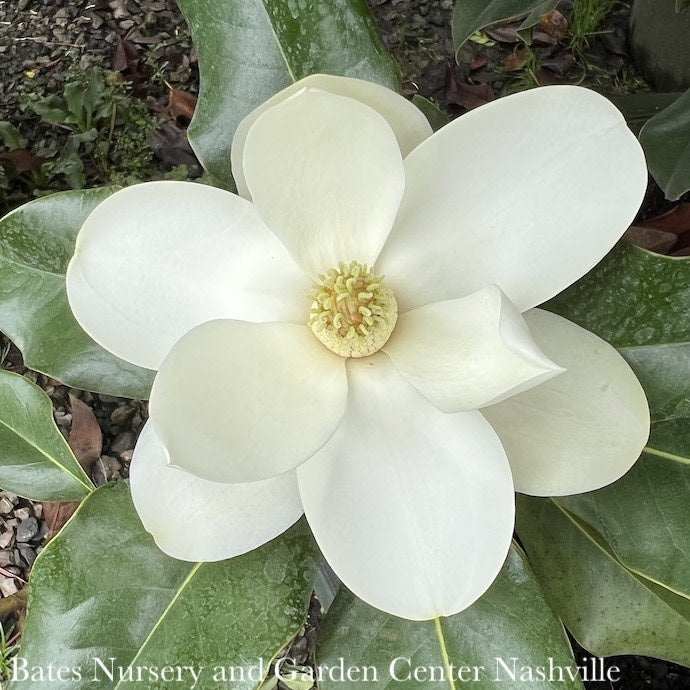  #10 Magnolia Grand Bracken's Brown Beauty/ Southern Native (TN)
