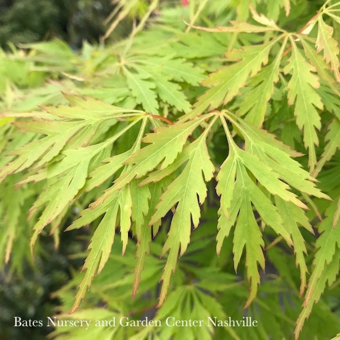  #10 STK Acer Pal Var Diss Waterfall/ Green Weeping Japanese Maple