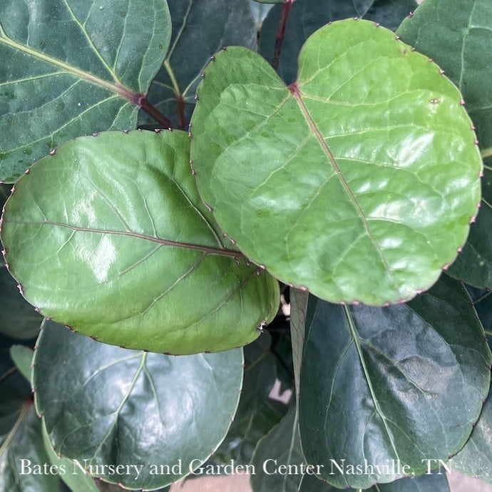  10p! Aralia Fabian Cane / Polyscias Scu /Tropical