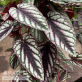  10p! Cissus Discolor TRELLIS/Rex Begonia Vine /Tapestry Vine /Tropical