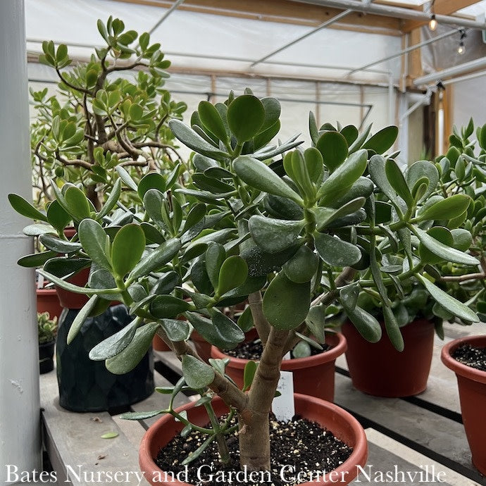  10p! Crassula / Jade Plant Premium XL /Tropical