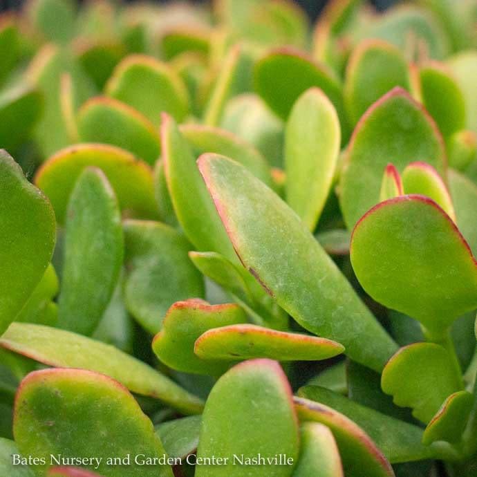  10p! Crassula / Jade Plant Premium XL /Tropical