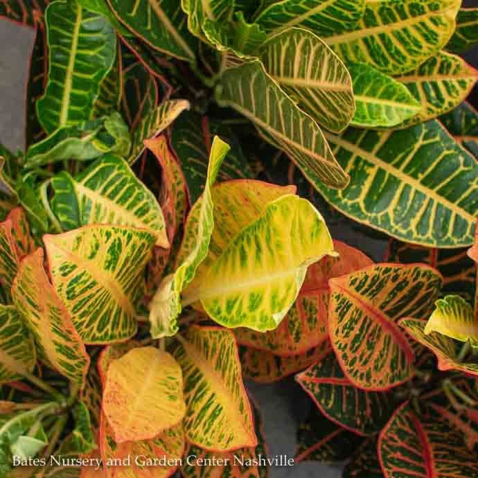  10p! Croton Petra /Tropical