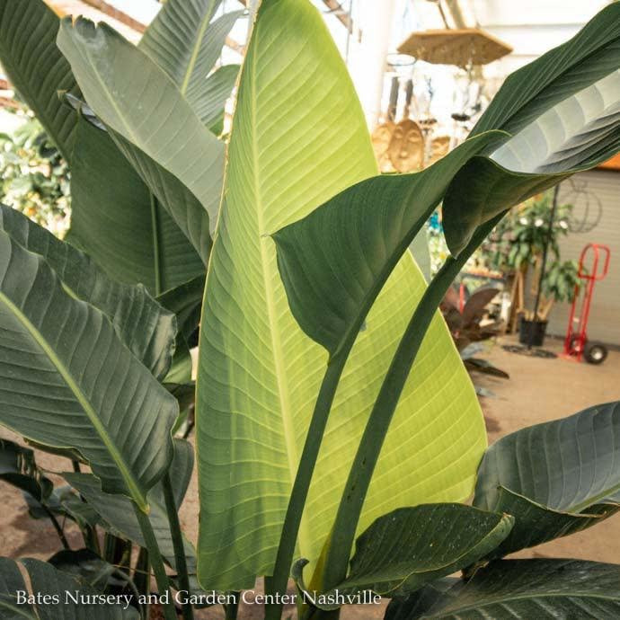  10p! Strelitzia / White Bird Of Paradise /Tropical