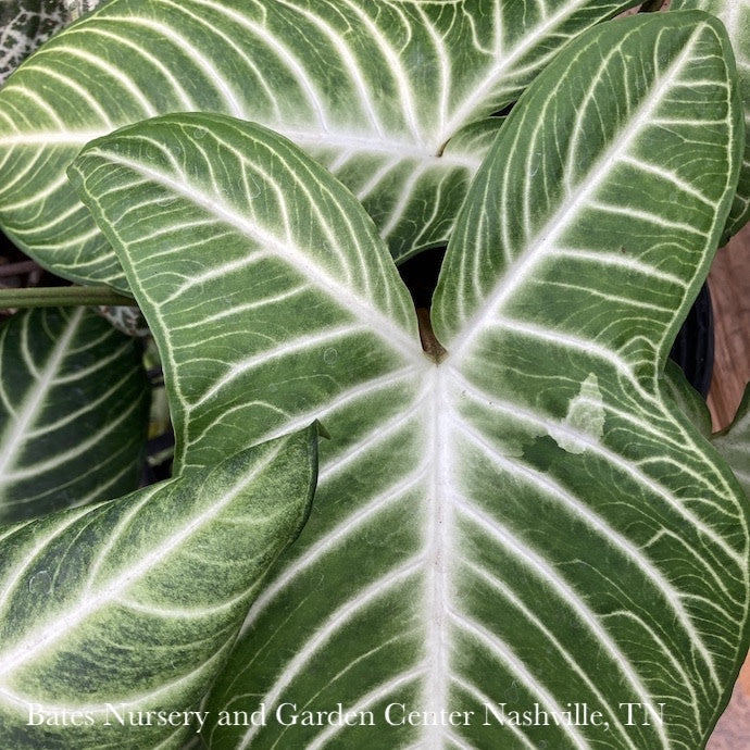  10p! Xanthosoma Lindenii Magnificum Aka Caladium Lindenii /Tropical