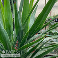  10p! Yucca Cane 1ppp /Tropical