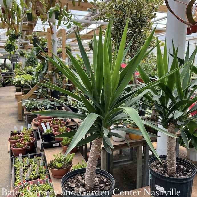  10p! Yucca Cane 1ppp /Tropical