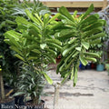  14p! Euphorbia Drupifera/ Cactus /Tropical