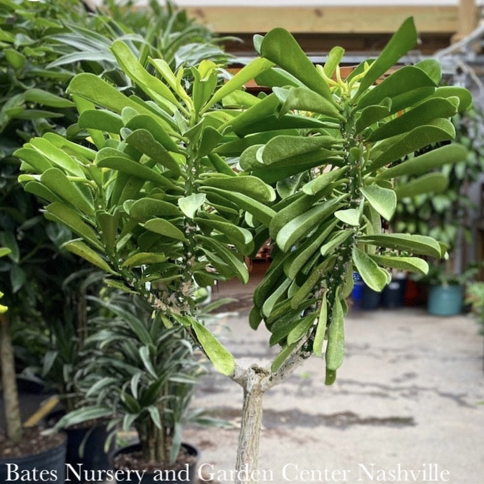  14p! Euphorbia Drupifera/ Cactus /Tropical
