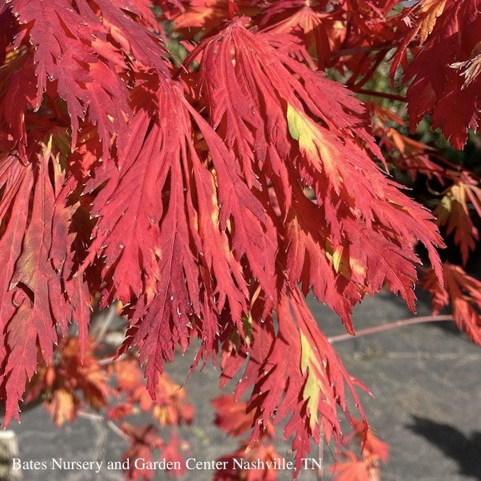  #15 Acer Japonica Aconitifolium/ Fernleaf Fullmoon Maple