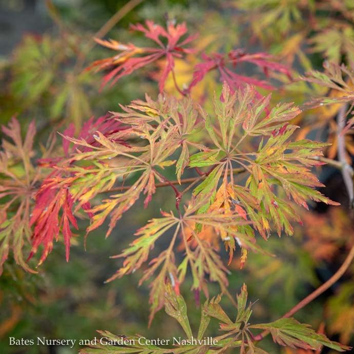  #15 Acer Japonica Aconitifolium/ Fernleaf Fullmoon Maple