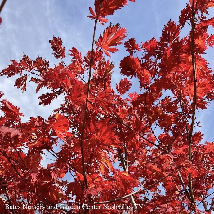  #15 Acer Japonica Aconitifolium/ Fernleaf Fullmoon Maple