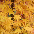  #15 Acer Pal Sango Kaku/ Upright Coral Bark JapaneseMaple