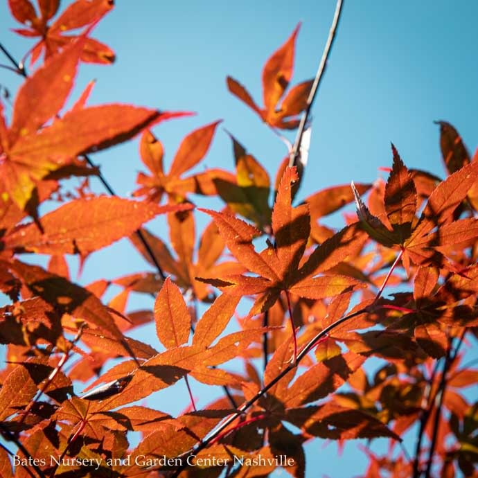  #15 Acer Pal Wolff Emperor I/ Red Upright Japanese Maple