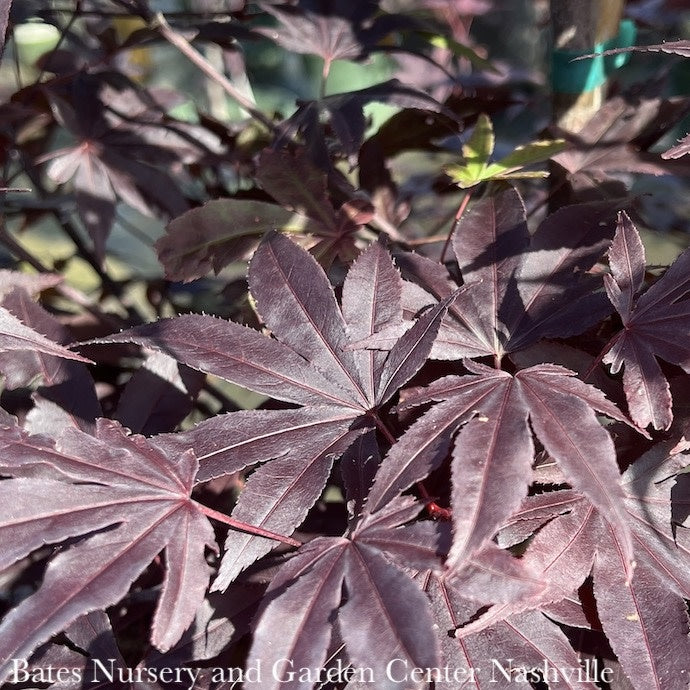  #15 Acer Pal Wolff Emperor I/ Red Upright Japanese Maple