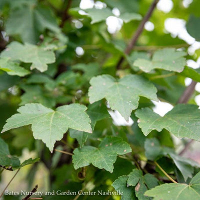  #15 Acer Rub Brandywine/ Red Maple Native (TN)