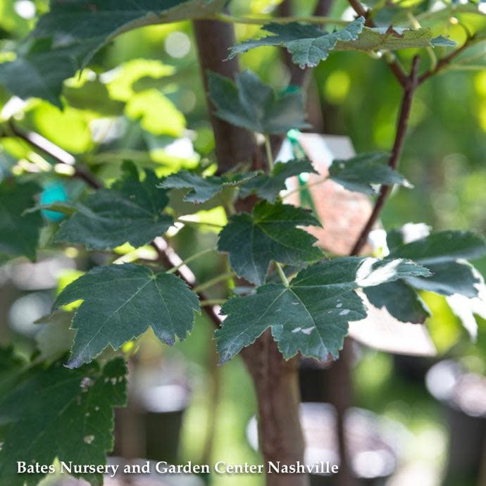  #15 Acer Rub October Glory/ Red Maple Native (TN)