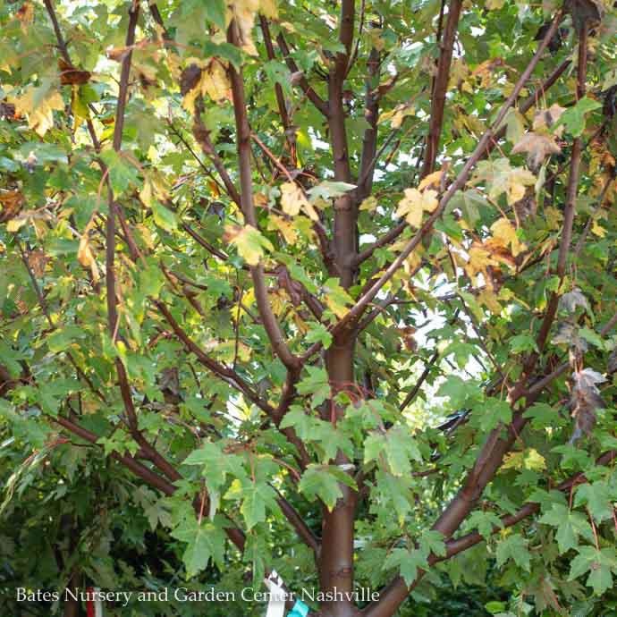  #15 Acer Rub Redpointe/ Red Maple Native (TN)
