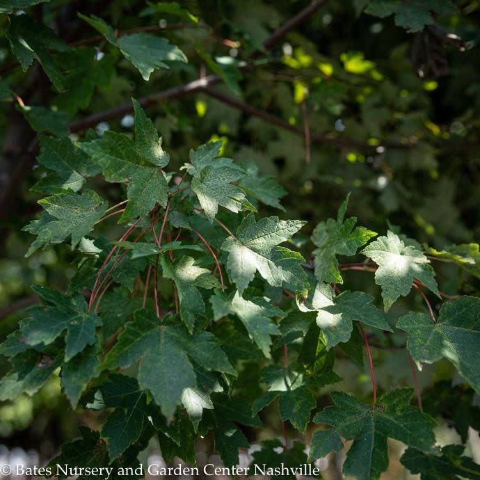  #15 Acer Rub Redpointe/ Red Maple Native (TN)