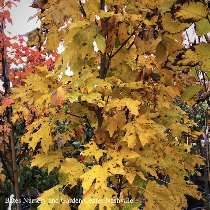  #15 Acer Sacc Fall Fiesta/ Sugar Maple Native (TN)