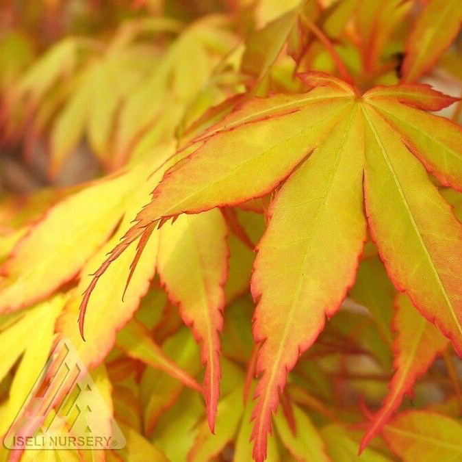  #15 BOX Acer Pal Katsura/ Yellow-Green Upright Japanese Maple