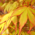  #15 BOX Acer Pal Katsura/ Yellow-Green Upright Japanese Maple