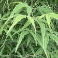  #15 BOX Acer Pal Koto-no-ito/ Dwarf Green Harp String Threadleaf Japanese Maple
