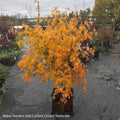  #15 BOX Acer Pal Omure Yama/ Upright Cascading Green Japanese Maple