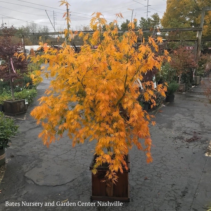  #15 BOX Acer Pal Omure Yama/ Upright Cascading Green Japanese Maple