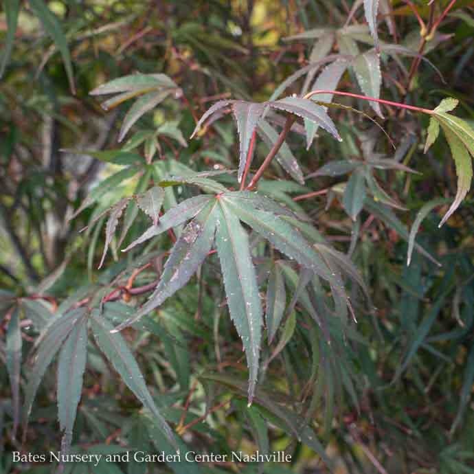  #15 BOX Acer Pal Pung Kil/ Red Upright Threadleaf Japanese Maple