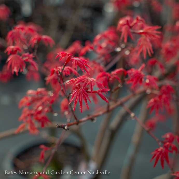  #15 BOX Acer Pal Shindeshojo/ Upright Green Japanese Maple