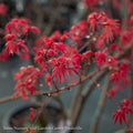  #15 BOX Acer Pal Shindeshojo/ Upright Green Japanese Maple