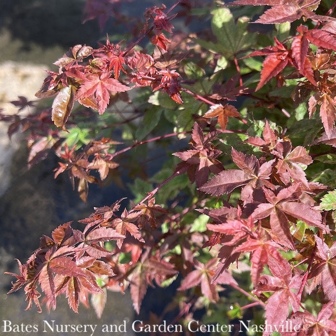  #15 BOX Acer Pal Shindeshojo/ Upright Green Japanese Maple
