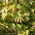  #15 BOX Acer Pal Tobiosho/ Green Upright Japanese Maple