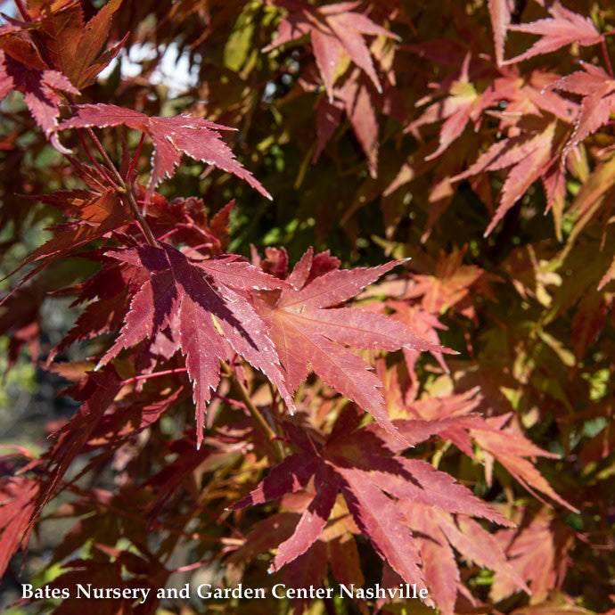  #15 BOX Acer Pal Tobiosho/ Green Upright Japanese Maple