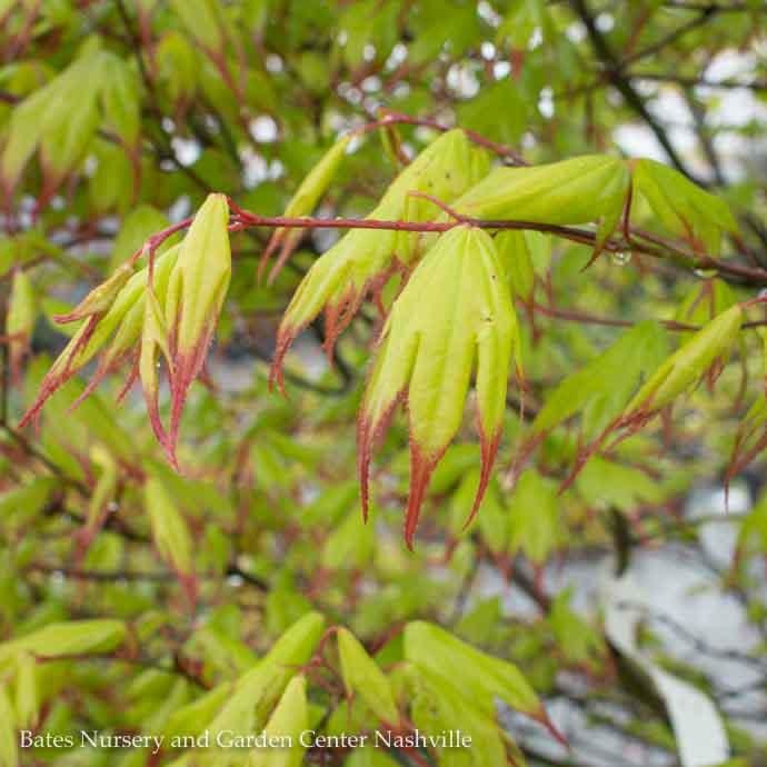  #15 BOX Acer Pal Tsuma Gaki/Japanese Maple Green (Red Tips) Upright