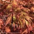  #15 BOX Acer Pal Var Diss Orangeola/ Weeping Red Japanese Maple